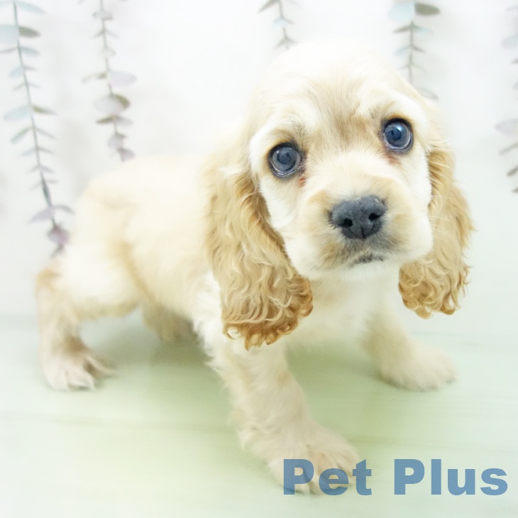 愛知県のアメリカンコッカースパニエル (ペットプラス イオンモール豊川店/2025年10月17日生まれ/男の子/バフ)の子犬の1枚目の画像