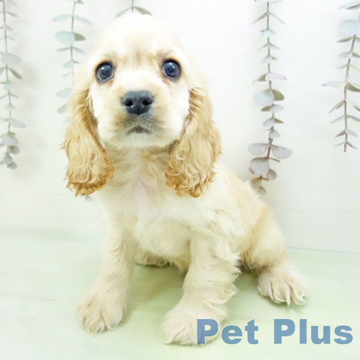 愛知県のアメリカンコッカースパニエル (ペットプラス イオンモール豊川店/2025年10月17日生まれ/男の子/バフ)の子犬の2枚目の画像