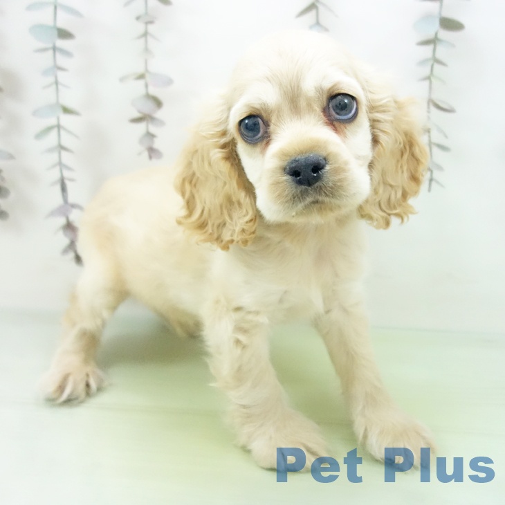 アメリカン・コッカー・スパニエル