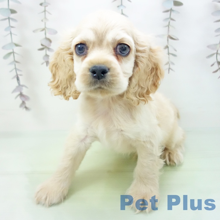 アメリカン・コッカー・スパニエル