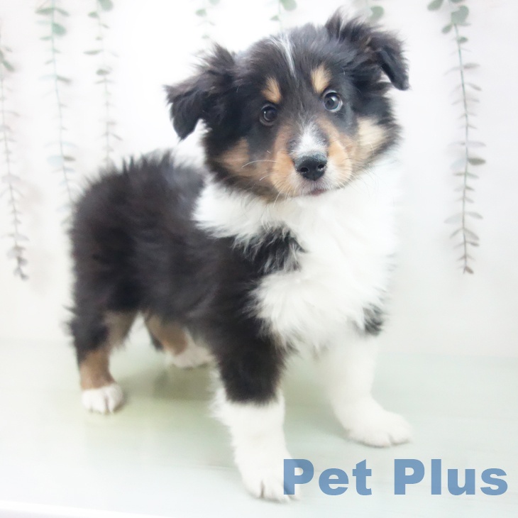 シェットランド・シープドッグ