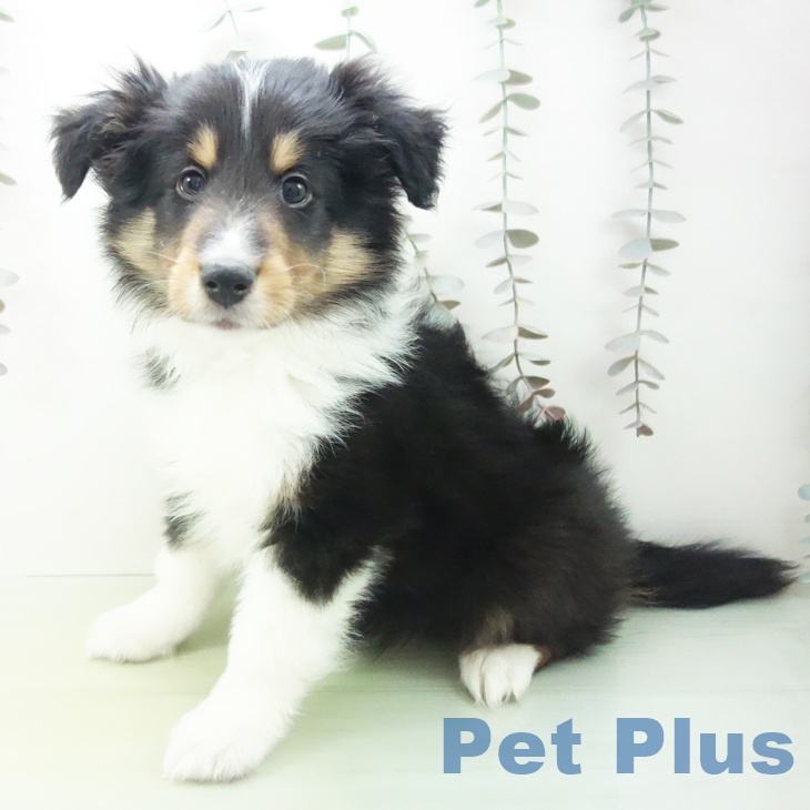 シェットランド・シープドッグ