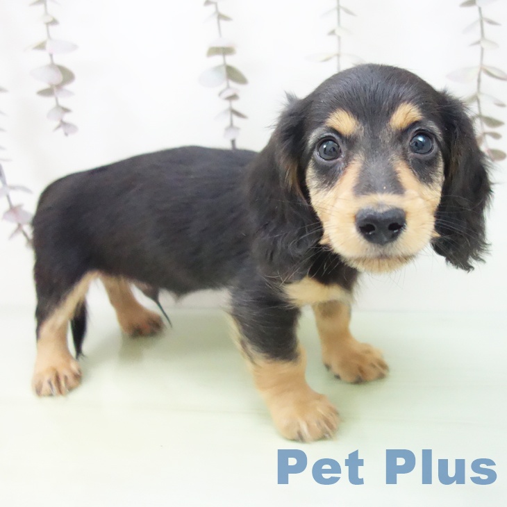 ミニチュア・ダックスフンド