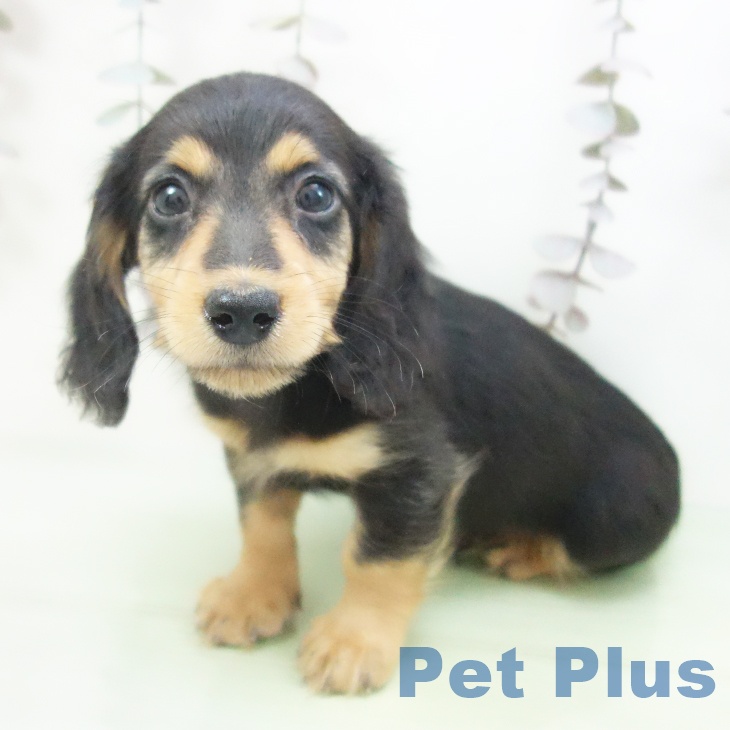 ミニチュア・ダックスフンドの写真2