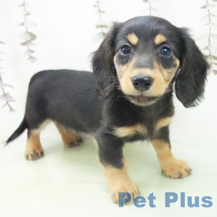 石川県のミニチュアダックスフンド(ロング) (ペットプラス 白山店/2025年10月14日生まれ/男の子/ブラックタン)の子犬の1枚目の画像