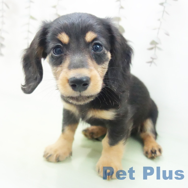 石川県のミニチュアダックスフンド(ロング) (ペットプラス 白山店/2025年10月14日生まれ/男の子/ブラックタン)の子犬の2枚目の画像