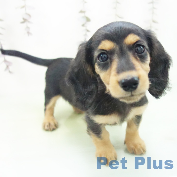 愛知県のミニチュアダックスフンド(ロング) (ペットプラス イオンモール豊川店/2025年10月14日生まれ/女の子/ブラックタン)の子犬の1枚目の画像