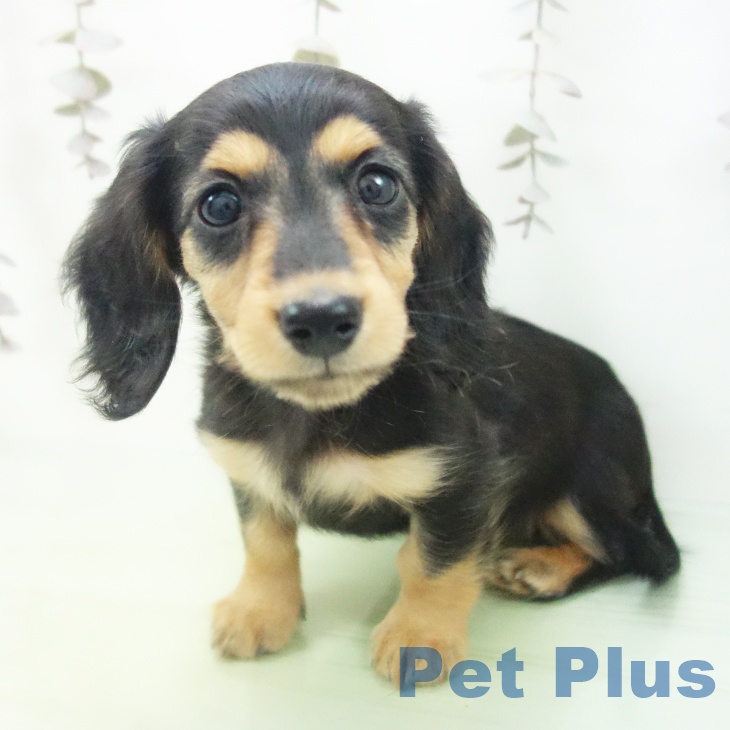 愛知県のミニチュアダックスフンド(ロング) (ペットプラス イオンモール豊川店/2025年10月14日生まれ/女の子/ブラックタン)の子犬の2枚目の画像