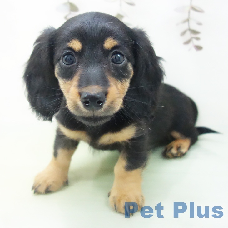 愛知県のミニチュアダックスフンド(ロング) (ペットプラス 岡崎店/2025年10月14日生まれ/女の子/ブラックタン)の子犬の1枚目の画像