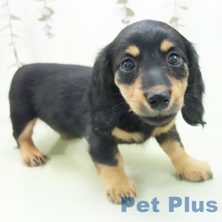 愛知県のミニチュアダックスフンド(ロング) (ペットプラス 岡崎店/2025年10月14日生まれ/女の子/ブラックタン)の子犬の2枚目の画像