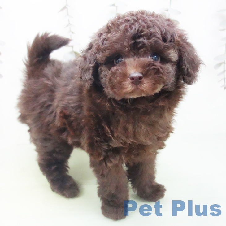愛知県のトイプードル(トイ) (ペットプラス ナゴヤドーム前店/2025年10月15日生まれ/女の子/ブラウン)の子犬の1枚目の画像