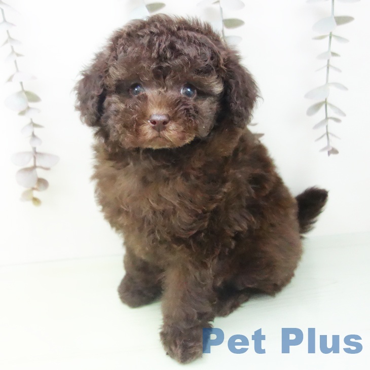 愛知県のトイプードル(トイ) (ペットプラス ナゴヤドーム前店/2025年10月15日生まれ/女の子/ブラウン)の子犬の2枚目の画像