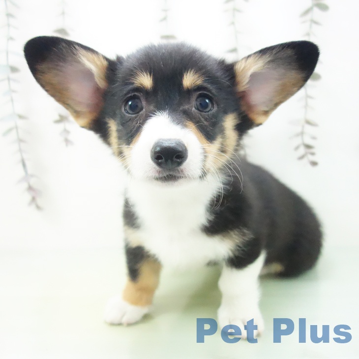 愛知県のウェルシュコーギーペンブローク (ペットプラス ナゴヤドーム前店/2025年10月17日生まれ/女の子/ブラックタンホワイト)の子犬の1枚目の画像