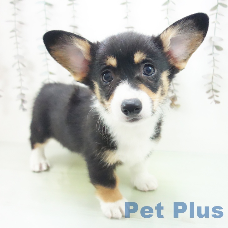 愛知県のウェルシュコーギーペンブローク (ペットプラス ナゴヤドーム前店/2025年10月17日生まれ/女の子/ブラックタンホワイト)の子犬の2枚目の画像