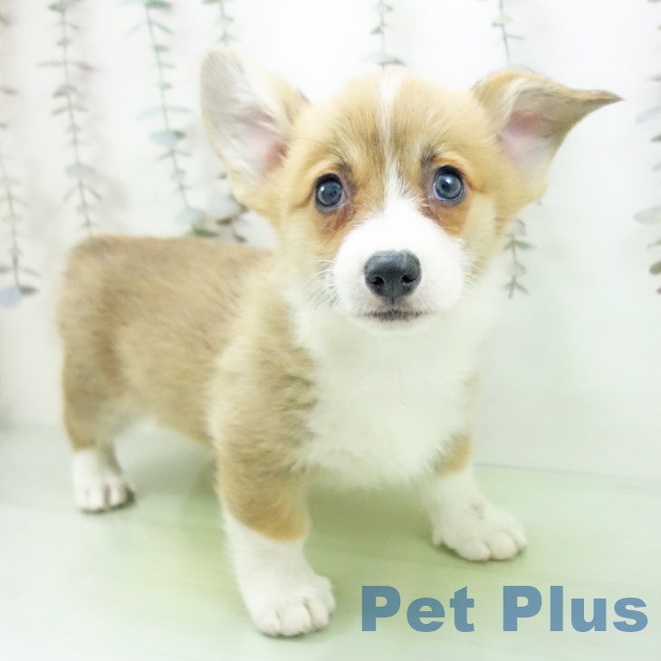 愛知県のウェルシュコーギーペンブローク (ペットプラス mozoワンダーシティ店/2025年10月17日生まれ/女の子/レッドホワイト)の子犬の1枚目の画像