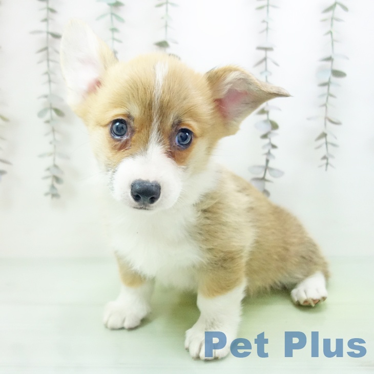 愛知県のウェルシュコーギーペンブローク (ペットプラス mozoワンダーシティ店/2025年10月17日生まれ/女の子/レッドホワイト)の子犬の2枚目の画像