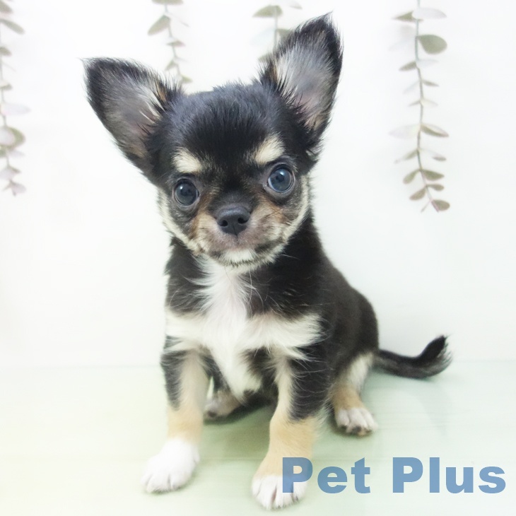 岐阜県のチワワ(ロング) (ペットプラス 各務原店/2025年10月17日生まれ/男の子/ブラックホワイトタン)の子犬の1枚目の画像