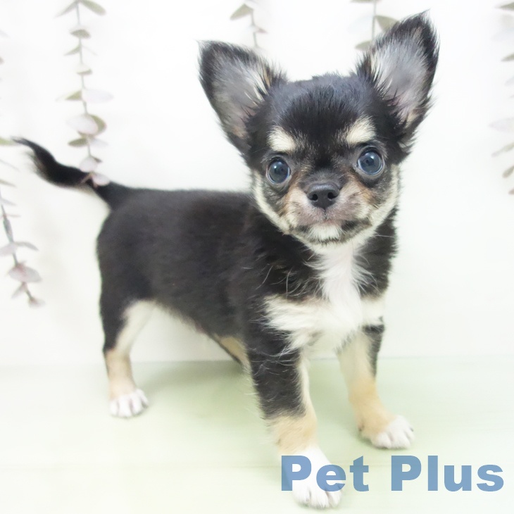 岐阜県のチワワ(ロング) (ペットプラス 各務原店/2025年10月17日生まれ/男の子/ブラックホワイトタン)の子犬の2枚目の画像