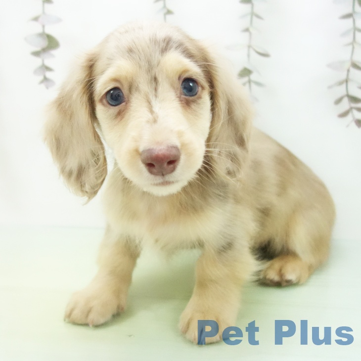 ミニチュア・ダックスフンド