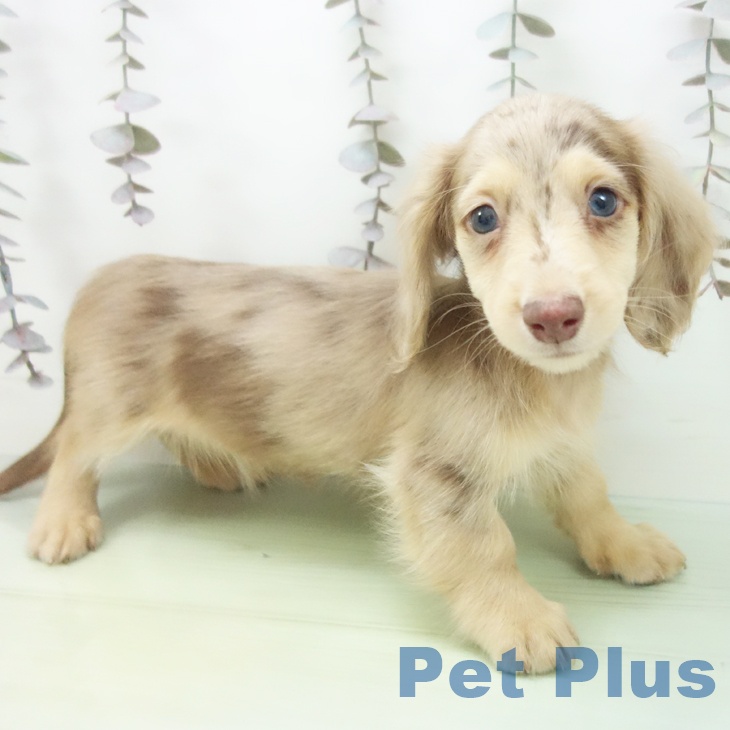 ミニチュア・ダックスフンド