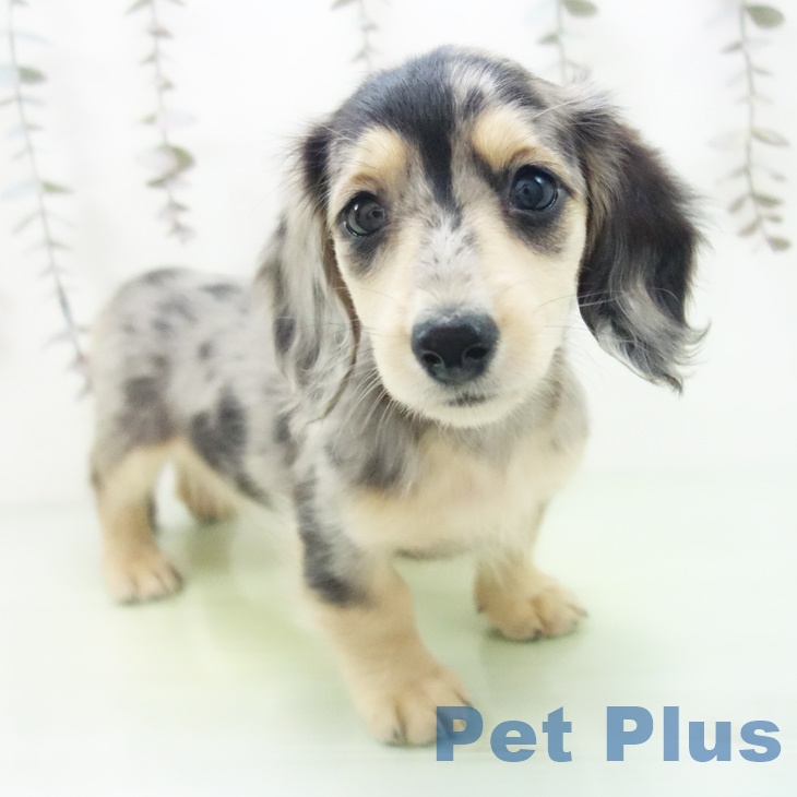 三重県のミニチュアダックスフンド(ロング) (ペットプラス 鈴鹿店/2025年10月17日生まれ/女の子/シルバーダップル)の子犬の1枚目の画像