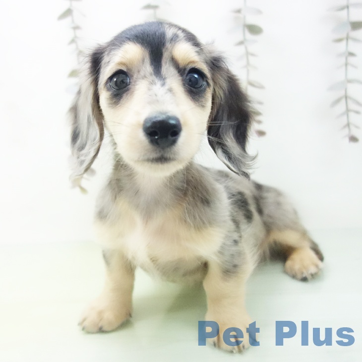 三重県のミニチュアダックスフンド(ロング) (ペットプラス 鈴鹿店/2025年10月17日生まれ/女の子/シルバーダップル)の子犬の2枚目の画像