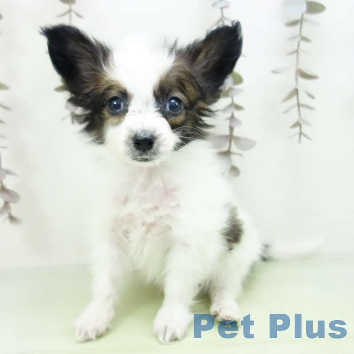 愛知県のパピヨン (ペットプラス ナゴヤドーム前店/2025年10月17日生まれ/男の子/ホワイトブラウン)の子犬の1枚目の画像