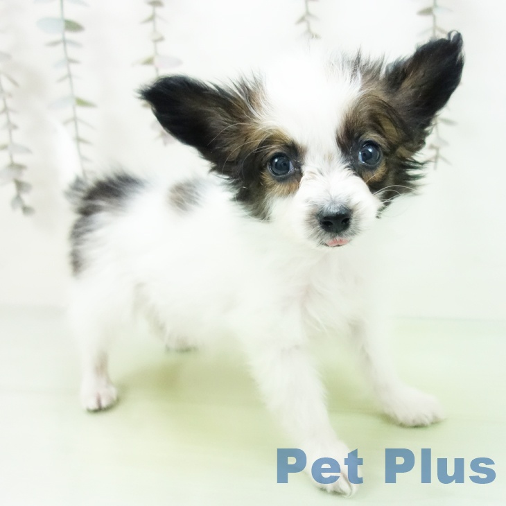 愛知県のパピヨン (ペットプラス ナゴヤドーム前店/2025年10月17日生まれ/男の子/ホワイトブラウン)の子犬の2枚目の画像