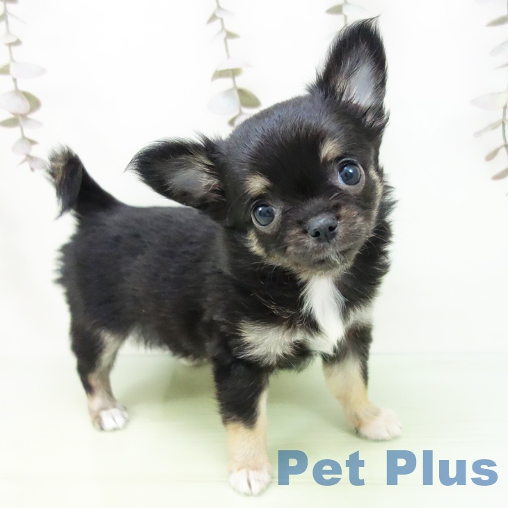 東京都のチワワ(ロング) (ペットプラス 立川高島屋S.C.店/2025年10月17日生まれ/女の子/ブラックタンホワイト)の子犬の1枚目の画像