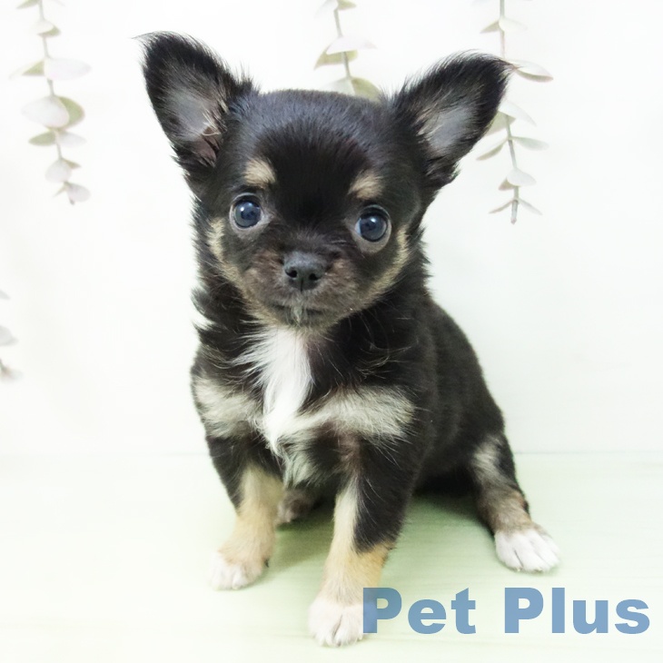 東京都のチワワ(ロング) (ペットプラス 立川高島屋S.C.店/2025年10月17日生まれ/女の子/ブラックタンホワイト)の子犬の2枚目の画像