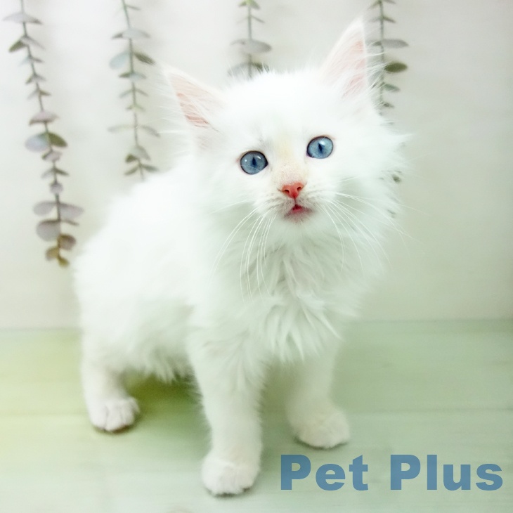 沖縄県のメインクーン (ペットプラス 沖縄ライカム店/2025年10月15日生まれ/女の子/クリームタビーホワイト)の子猫の1枚目の画像