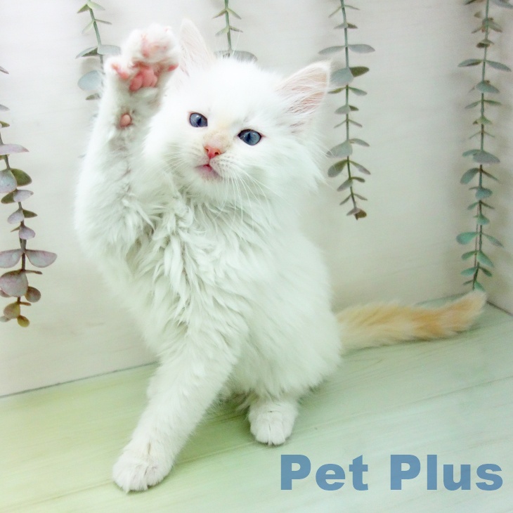 沖縄県のメインクーン (ペットプラス 沖縄ライカム店/2025年10月15日生まれ/女の子/クリームタビーホワイト)の子猫の2枚目の画像