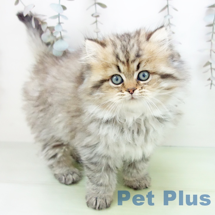 沖縄県のスコティッシュフォールド (ペットプラス 沖縄ライカム店/2025年10月15日生まれ/男の子/ブラウンタビー)の子猫の1枚目の画像