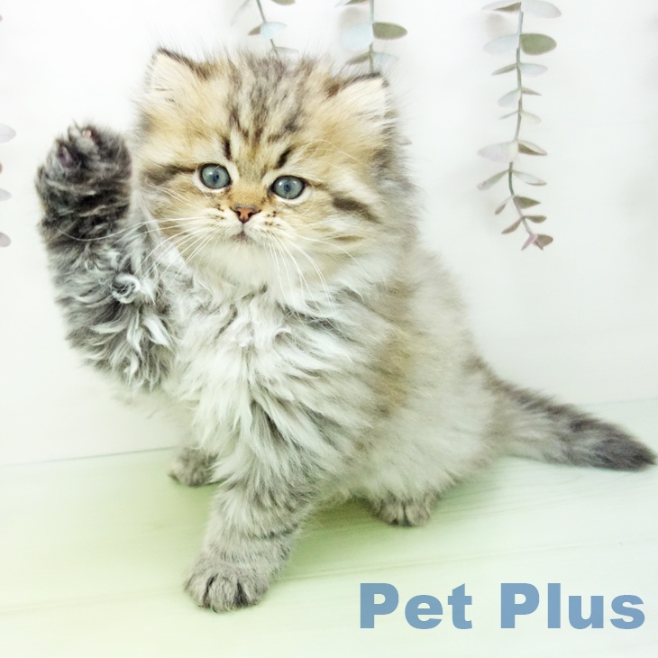 沖縄県のスコティッシュフォールド (ペットプラス 沖縄ライカム店/2025年10月15日生まれ/男の子/ブラウンタビー)の子猫の2枚目の画像