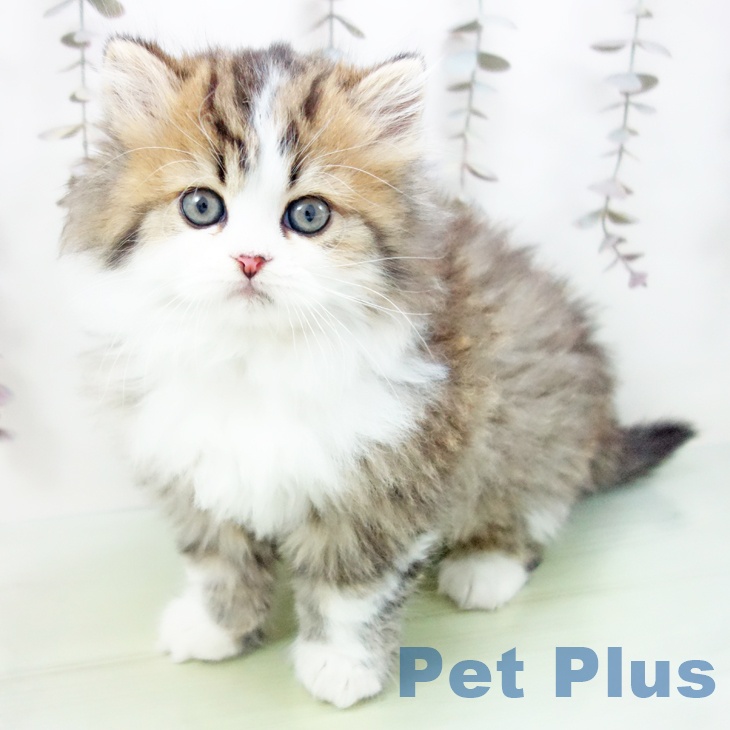 熊本県のスコティッシュフォールド (ペットプラス 熊本店/2025年10月15日生まれ/男の子/ブラウンタビーホワイト)の子猫の1枚目の画像