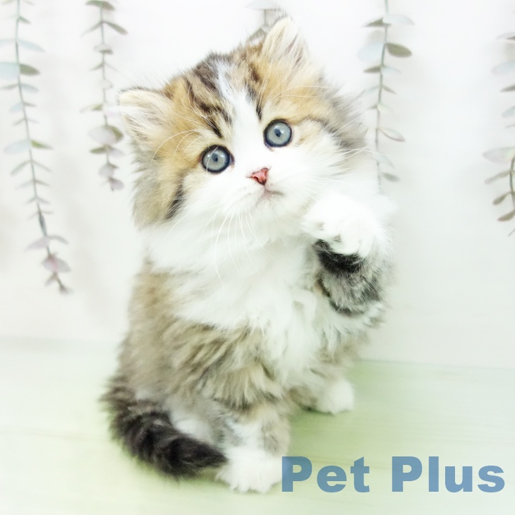 熊本県のスコティッシュフォールド (ペットプラス 熊本店/2025年10月15日生まれ/男の子/ブラウンタビーホワイト)の子猫の2枚目の画像