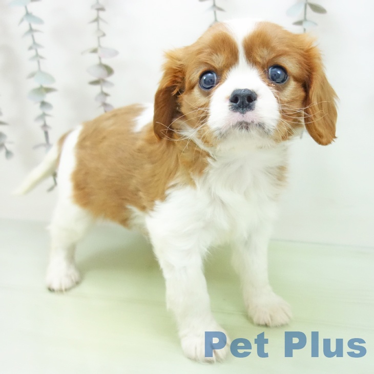 愛知県のキャバリアキングチャールズスパニエル (ペットプラス イオンモール豊川店/2025年10月17日生まれ/女の子/ブレンハイム)の子犬の1枚目の画像