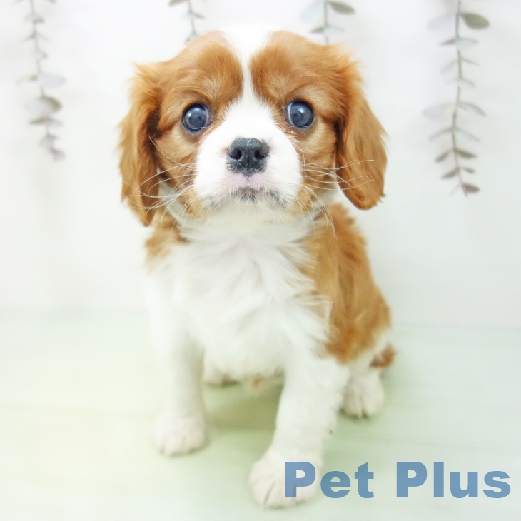 愛知県のキャバリアキングチャールズスパニエル (ペットプラス イオンモール豊川店/2025年10月17日生まれ/女の子/ブレンハイム)の子犬の2枚目の画像