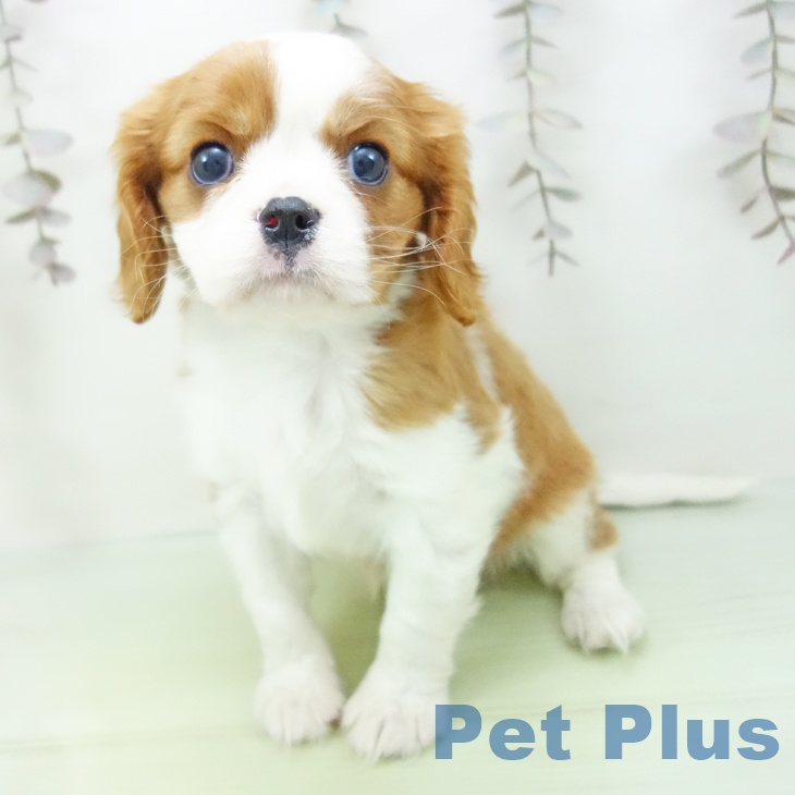 愛知県のキャバリアキングチャールズスパニエル (ペットプラス 岡崎店/2025年10月17日生まれ/女の子/ブレンハイム)の子犬の1枚目の画像