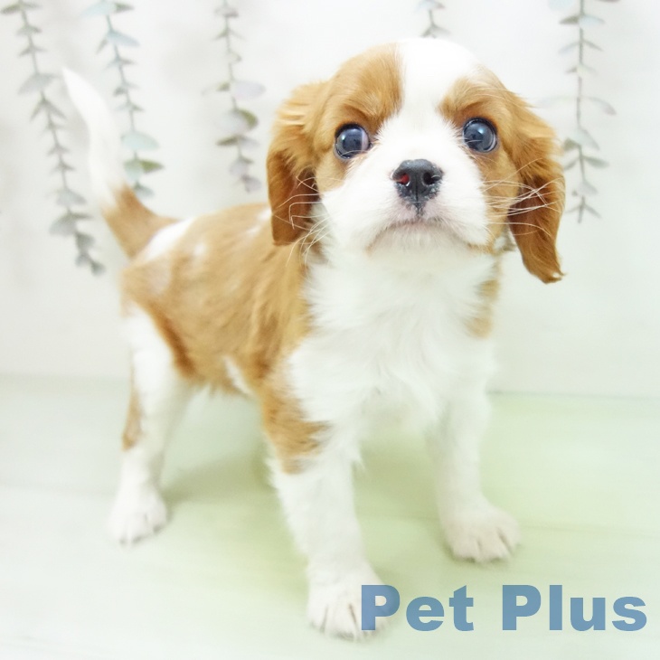 愛知県のキャバリアキングチャールズスパニエル (ペットプラス 岡崎店/2025年10月17日生まれ/女の子/ブレンハイム)の子犬の2枚目の画像