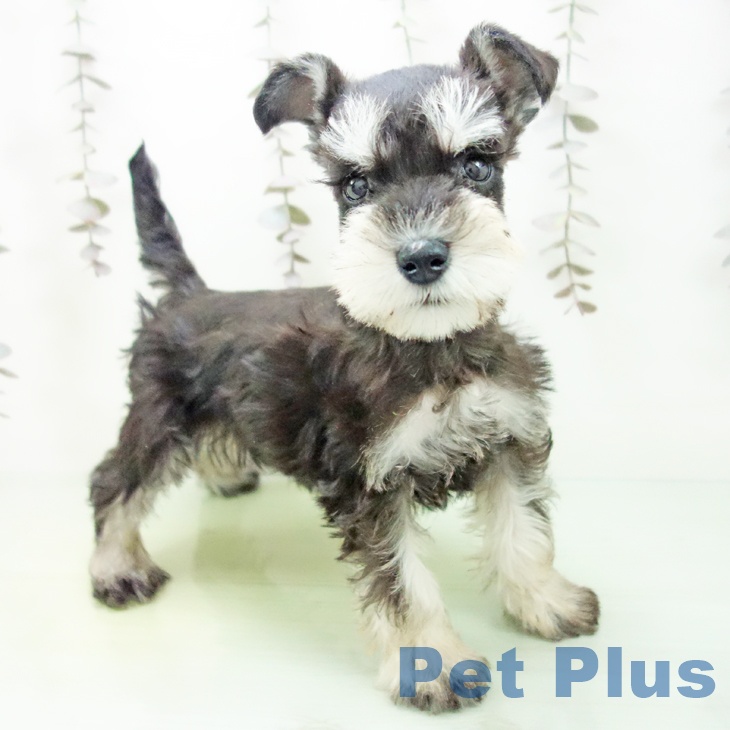 愛知県のミニチュアシュナウザー (ペットプラス イオンモール豊川店/2025年10月12日生まれ/女の子/ブラックシルバー)の子犬の1枚目の画像
