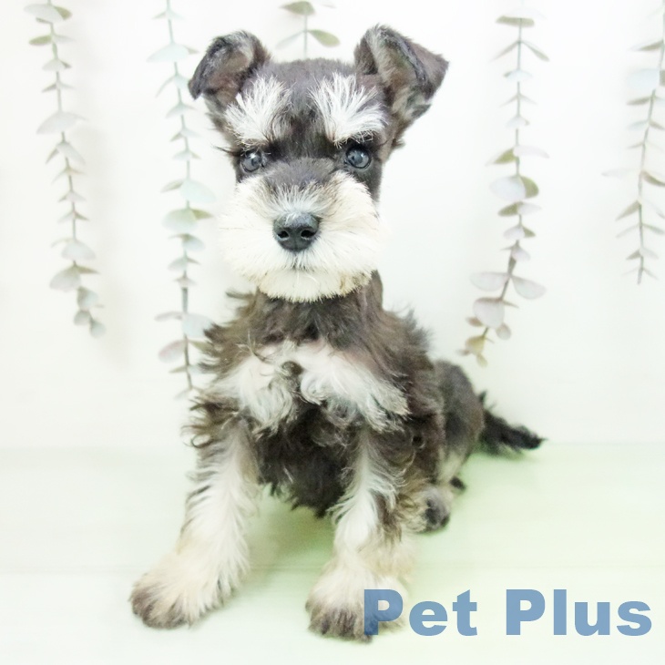 愛知県のミニチュアシュナウザー (ペットプラス イオンモール豊川店/2025年10月12日生まれ/女の子/ブラックシルバー)の子犬の2枚目の画像