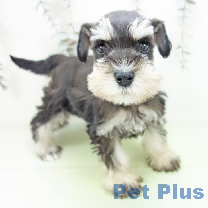 愛知県のミニチュアシュナウザー (ペットプラス 名古屋茶屋店/2025年10月12日生まれ/女の子/ブラックシルバー)の子犬の1枚目の画像