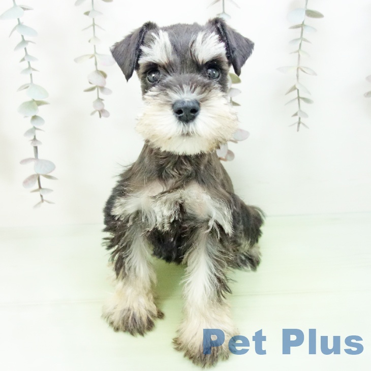 愛知県のミニチュアシュナウザー (ペットプラス 名古屋茶屋店/2025年10月12日生まれ/女の子/ブラックシルバー)の子犬の2枚目の画像