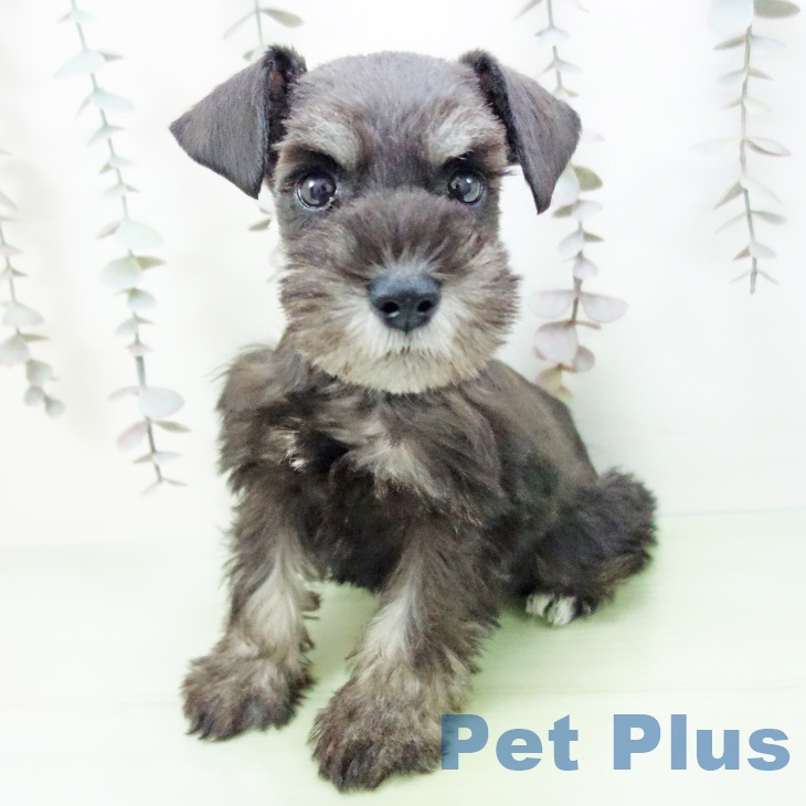 三重県のミニチュアシュナウザー (ペットプラス 津南店/2025年10月12日生まれ/女の子/ブラックシルバー)の子犬の1枚目の画像