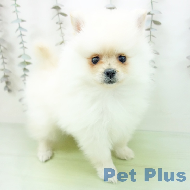 石川県のポメラニアン (ペットプラス 白山店/2025年10月16日生まれ/男の子/クリーム)の子犬の1枚目の画像