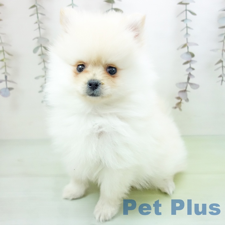 石川県のポメラニアン (ペットプラス 白山店/2025年10月16日生まれ/男の子/クリーム)の子犬の2枚目の画像