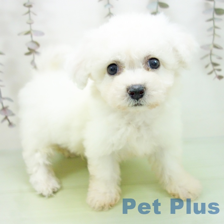 ビション・フリーゼ