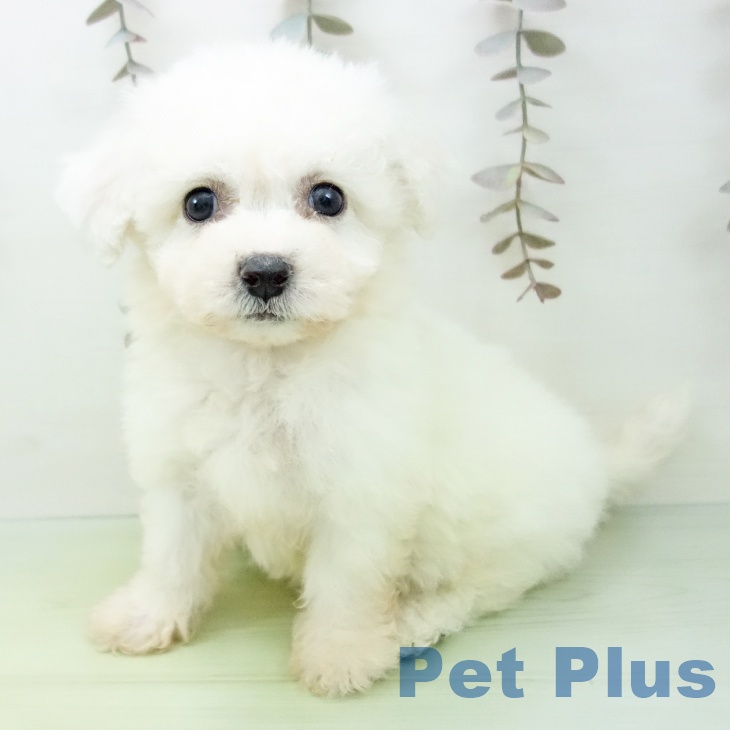 ビション・フリーゼの写真2