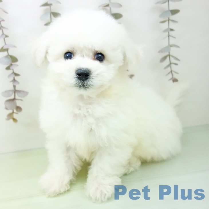 富山県のビションフリーゼ (ペットプラス 高岡店/2025年10月11日生まれ/男の子/ホワイト)の子犬の1枚目の画像